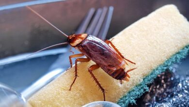 Cockroaches: 3 Effective Tips to Get Rid of Them